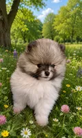 Puppy Boy, a male Pomeranian for sale in Wisconsin Dells, WI – 7 of 10