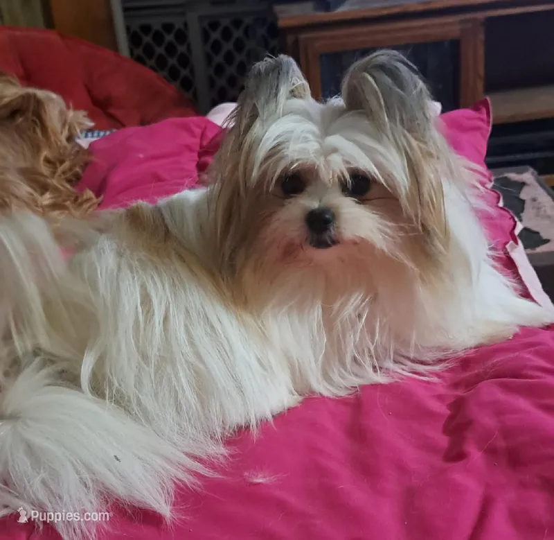 Tzadrian – Pomeranian, Yorkshire Terrier puppy for sale in Wisconsin Dells, WI