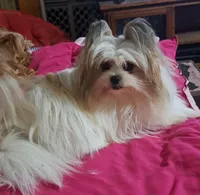 Tzadrian, a female Pomeranian and Yorkshire Terrier for sale in Wisconsin Dells, WI – 1 of 6