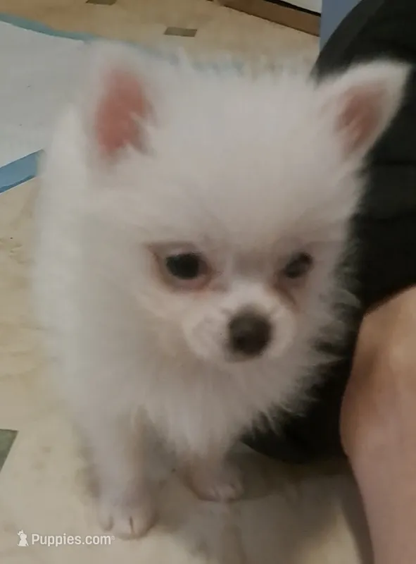 Tonny Teeno Pomkie boy – Pomeranian, Yorkshire Terrier puppy for sale in Wisconsin Dells, WI