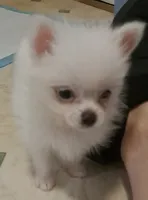 Tonny Teeno Pomkie boy, a male Pomeranian and Yorkshire Terrier for sale in Wisconsin Dells, WI – 1 of 8