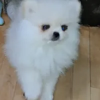 creamy white little WINTER, a male Pomeranian for sale in Wisconsin Dells, WI – Photo 2 of 10