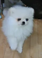 creamy white little WINTER, a male Pomeranian for sale in Wisconsin Dells, WI – Photo 2 of 10