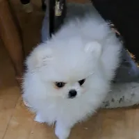 creamy white little WINTER, a male Pomeranian for sale in Wisconsin Dells, WI – Photo 7 of 10