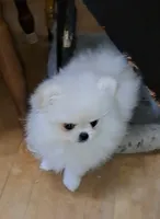 creamy white little WINTER, a male Pomeranian for sale in Wisconsin Dells, WI – Photo 7 of 10