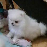 creamy white little WINTER, a male Pomeranian for sale in Wisconsin Dells, WI – Photo 4 of 10