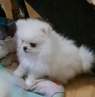 creamy white little WINTER, a male Pomeranian for sale in Wisconsin Dells, WI – Photo 4 of 10