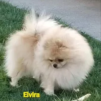 creamy white little WINTER, a male Pomeranian for sale in Wisconsin Dells, WI – Photo 10 of 10