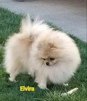 creamy white little WINTER, a male Pomeranian for sale in Wisconsin Dells, WI – Photo 10 of 10