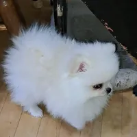 creamy white little WINTER, a male Pomeranian for sale in Wisconsin Dells, WI – Photo 5 of 10