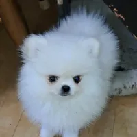 creamy white little WINTER, a male Pomeranian for sale in Wisconsin Dells, WI – Photo 3 of 10