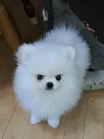 creamy white little WINTER, a male Pomeranian for sale in Wisconsin Dells, WI – Photo 3 of 10