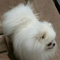 creamy white little WINTER, a male Pomeranian for sale in Wisconsin Dells, WI – Photo 9 of 10