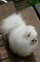 creamy white little WINTER, a male Pomeranian for sale in Wisconsin Dells, WI – Photo 9 of 10