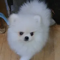 creamy white little WINTER, a male Pomeranian for sale in Wisconsin Dells, WI – Photo 6 of 10