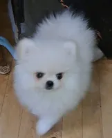 creamy white little WINTER, a male Pomeranian for sale in Wisconsin Dells, WI – Photo 6 of 10