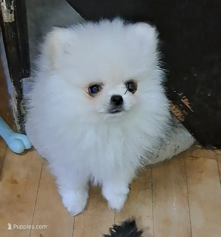 creamy white little WINTER