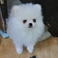 creamy white little WINTER, a male Pomeranian for sale in Wisconsin Dells, WI – Photo 1 of 10