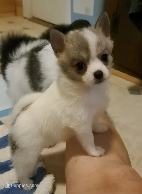 Dolly parti pomkie – Yorkshire Terrier puppy for sale in Wisconsin Dells, WI