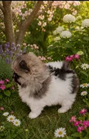 Puppy Boy, a male Pomeranian for sale in Wisconsin Dells, WI – 3 of 10