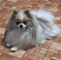 Tonny Teeno Pomkie boy, a male Pomeranian and Yorkshire Terrier for sale in Wisconsin Dells, WI – 7 of 8