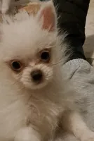 Tonny Teeno Pomkie boy, a male Pomeranian and Yorkshire Terrier for sale in Wisconsin Dells, WI – 4 of 8
