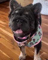Miss Dolly, a female French Bulldog for sale in Denver, CO – 7 of 8