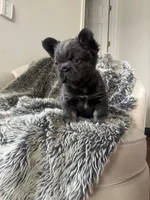 Miss Dolly, a female French Bulldog for sale in Denver, CO – 4 of 8