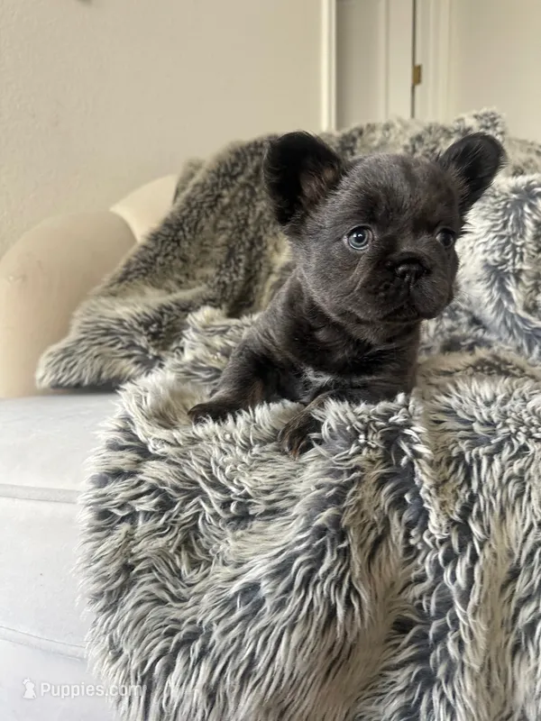 Miss Dolly – French Bulldog puppy for sale in Denver, CO