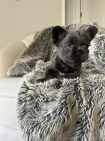 Miss Dolly, a female French Bulldog for sale in Denver, CO – 1 of 8