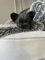 Miss Dolly, a female French Bulldog for sale in Denver, CO – 3 of 8