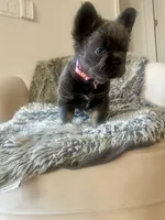 Miss Dolly, a female French Bulldog for sale in Denver, CO – 5 of 8