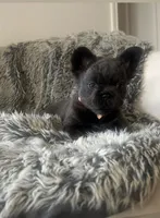 Miss Dolly, a female French Bulldog for sale in Denver, CO – 2 of 8