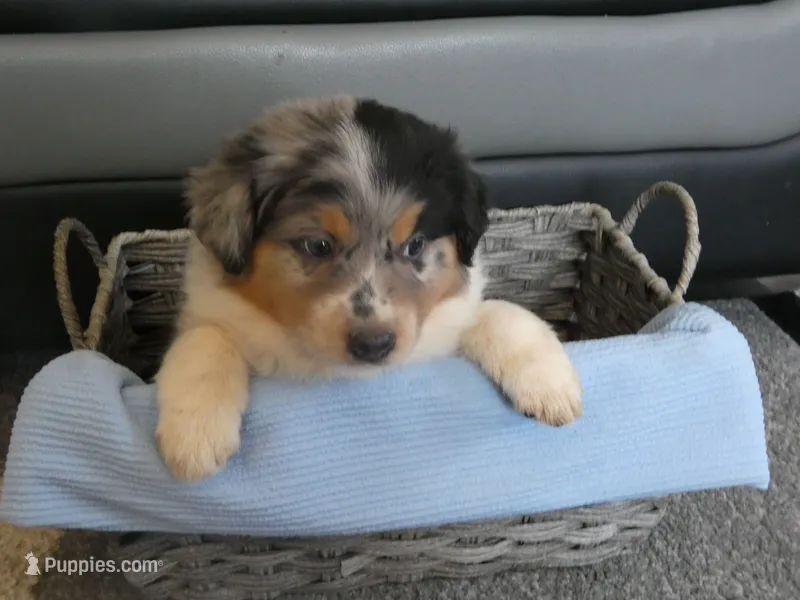 Bluey – Miniature Aussiedoodle puppy for sale in Goshen, IN