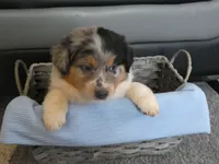 Bluey, a male Miniature Aussiedoodle for sale in Goshen, IN – 1 of 4