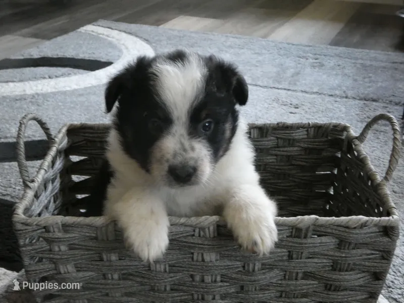 Ryder – Miniature Aussiedoodle puppy for sale in Goshen, IN