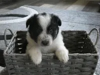 Ryder, a male Miniature Aussiedoodle for sale in Goshen, IN – 1 of 3
