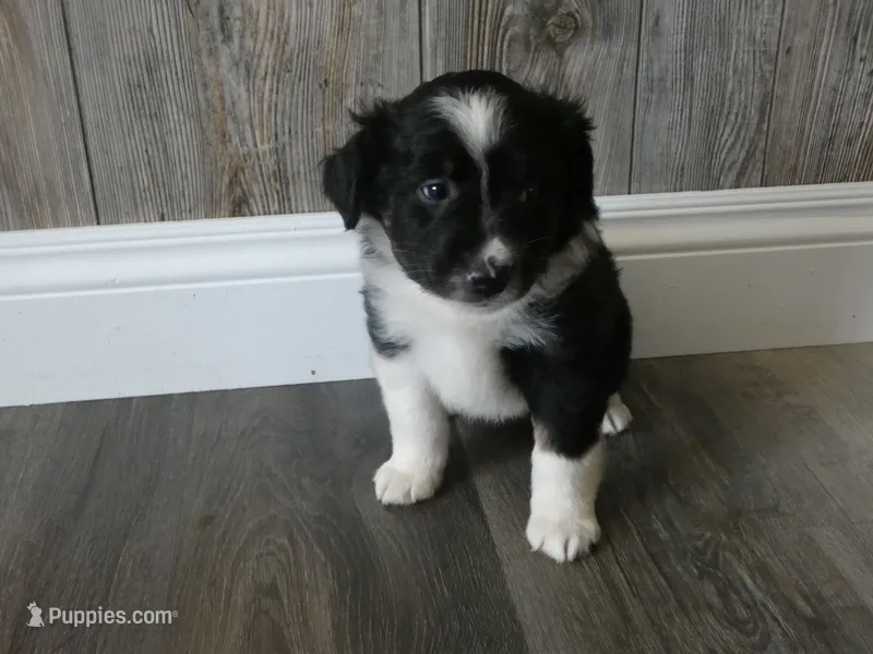 Winston – Miniature Aussiedoodle puppy for sale in Goshen, IN