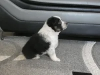 Ryder, a male Miniature Aussiedoodle for sale in Goshen, IN – 3 of 3