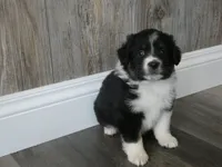 Lilah, a female Miniature Aussiedoodle for sale in Goshen, IN – 3 of 3