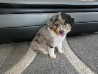 Bluey, a male Miniature Aussiedoodle for sale in Goshen, IN – 3 of 4