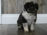 Teddy, a male Miniature Aussiedoodle for sale in Goshen, IN – 2 of 2