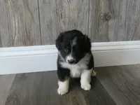 Lilah, a female Miniature Aussiedoodle for sale in Goshen, IN – 2 of 3