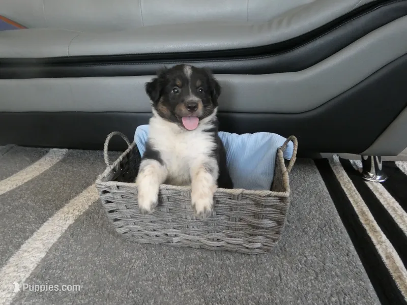 Teddy – Miniature Aussiedoodle puppy for sale in Goshen, IN
