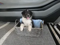 Teddy, a male Miniature Aussiedoodle for sale in Goshen, IN – 1 of 2