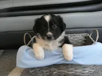 Winston, a male Miniature Aussiedoodle for sale in Goshen, IN – 3 of 3