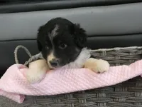 Lilah, a female Miniature Aussiedoodle for sale in Goshen, IN – 1 of 3