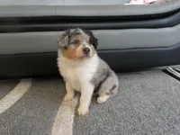 Bluey, a male Miniature Aussiedoodle for sale in Goshen, IN – 4 of 4