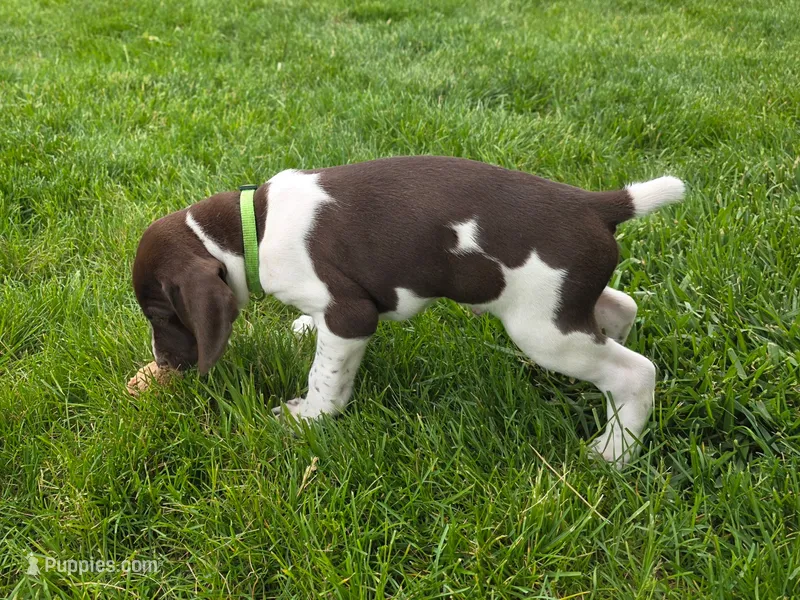Rico – German Shorthaired Pointer puppy for sale in Maynard, IA