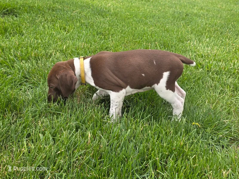 Goldie – German Shorthaired Pointer puppy for sale in Maynard, IA